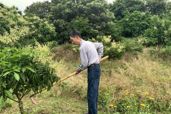 廣東女婿修繕民國老宅，發現2個不結果的樹，嫁接後年產值破8億