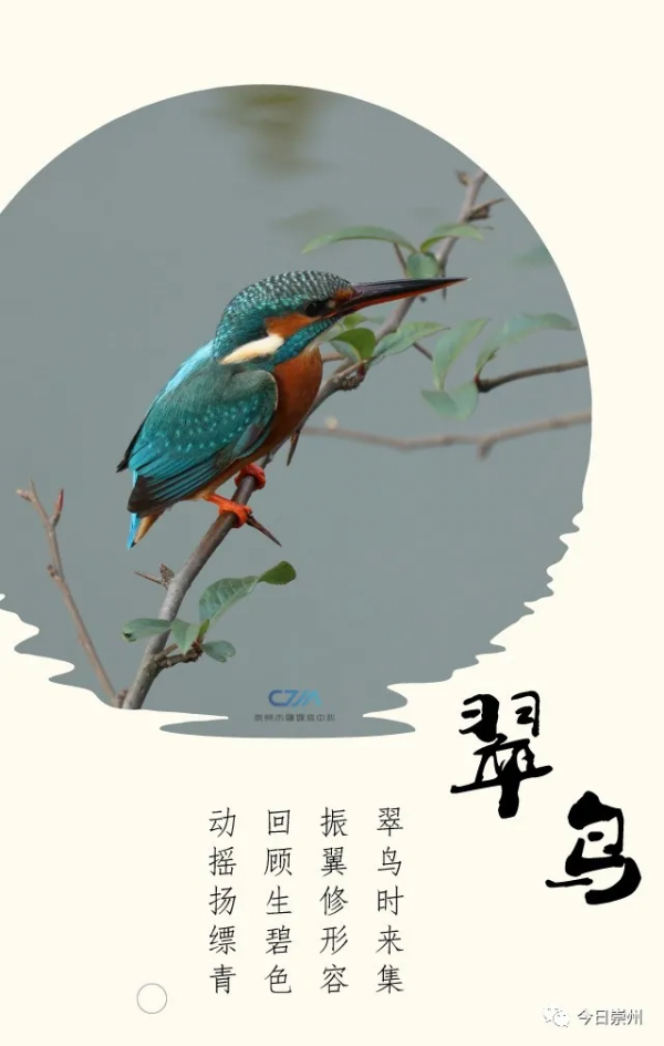 西河邊，看鳥去