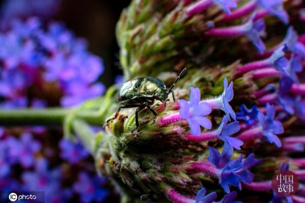 探訪重慶四面山自然保護區的奇異精靈
