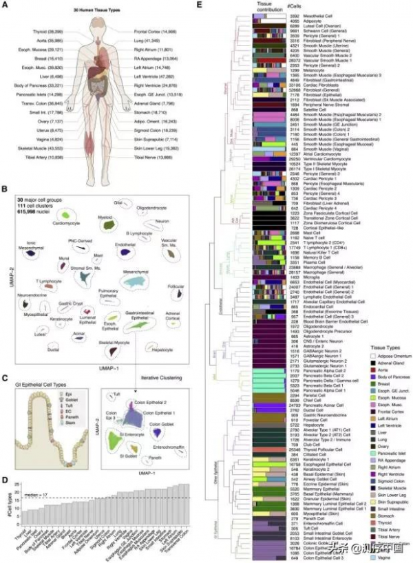 加州大學任兵團隊發表迄今最大規模人類單細胞染色質可及性圖譜 加州大學任兵團隊發表迄今最大規模人類單細胞染色質可及性圖譜