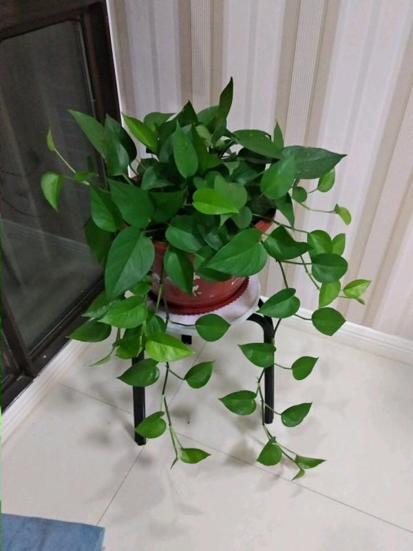 4種花是“養人花”！能吸廢氣造氧氣！室內室外都能養