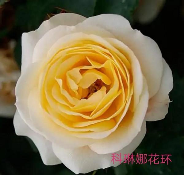 德國科德斯又一系列——花環系列月季 德國科德斯又一系列——花環系列月季