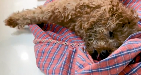 泰迪送來醫院一直在抽搐，知道原因後被感動到了：母愛太偉大了