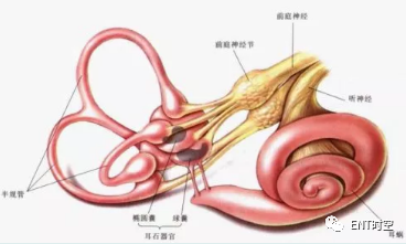 「美尼爾氏綜合症」與「耳石症」的鑑別與治療
