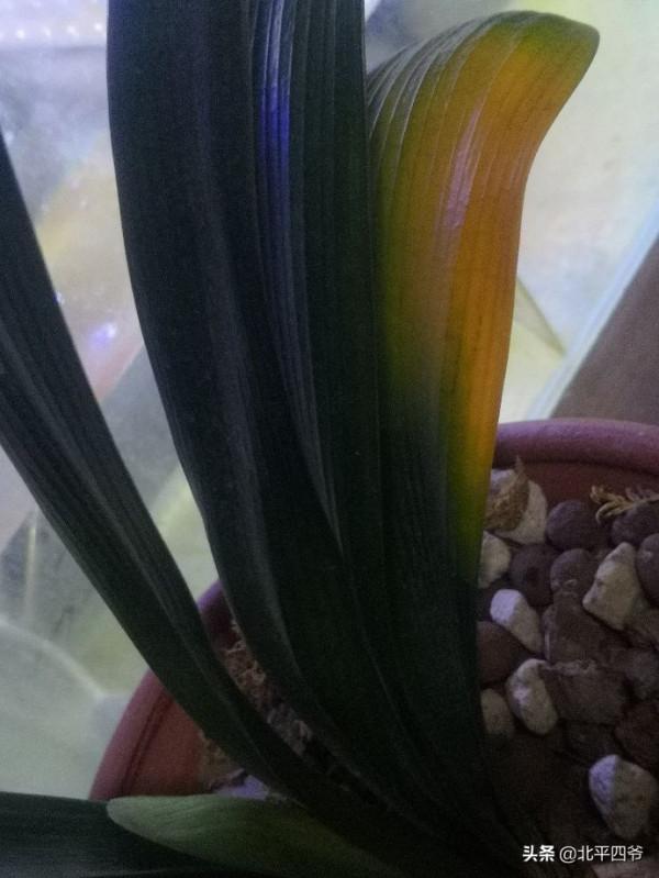 君子蘭不能亂用藥