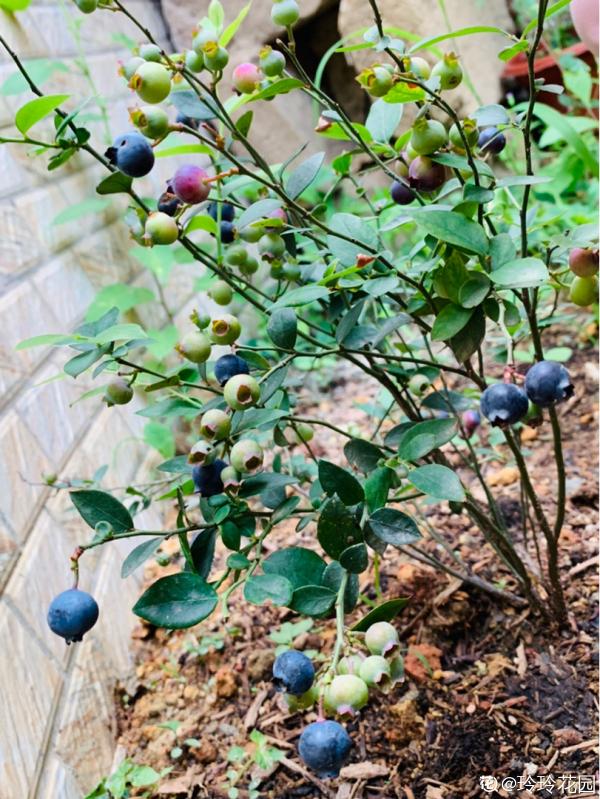 市面藍莓貴又小，別慌！曬曬太陽澆澆水，家裡也能盆栽藍莓