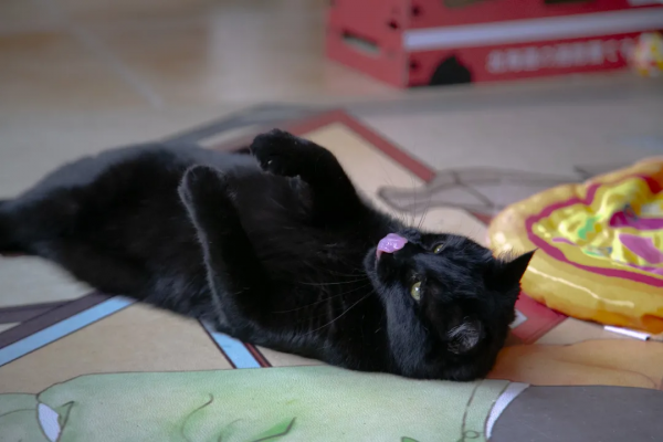 逗貓棒?都快把貓玩成花啦 逗貓棒?都快把貓玩成花啦