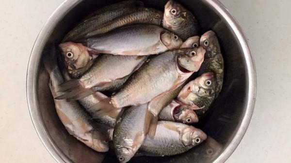 不管解凍什麼魚,切記別用水泡,教你一招,簡單快速,比活魚新鮮 不管解凍什麼魚,切記別用水泡,教你一招,簡單快速,比活魚新鮮