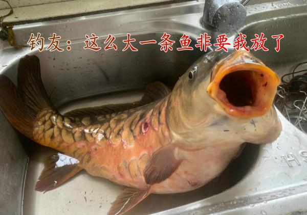 湖北男子釣回來了一條大魚，卻被全家人“嫌棄”，並要他把魚丟了