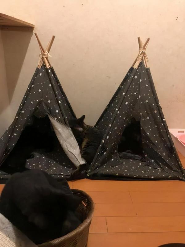 貓抓了只老鼠,結果往浴室一放,就倒頭睡覺,把主人看懵了 貓抓了只老鼠,結果往浴室一放,就倒頭睡覺,把主人看懵了