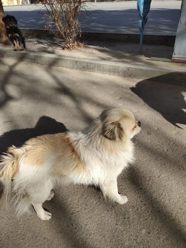 這隻小狗在敦煌，等了你整整兩年