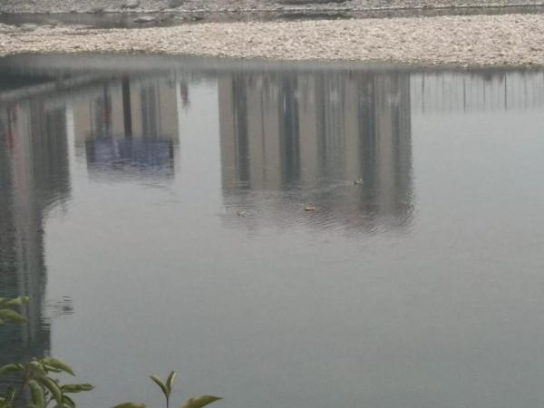 生態環境變好了，野生動物都多了