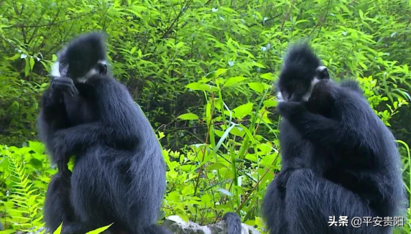 國家一級保護動物！全球只有1900多隻的野生黑葉猴，在貴州這裡就有1200多隻！