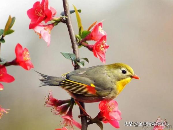 分享——栩栩如生的水彩鳥兒圖
