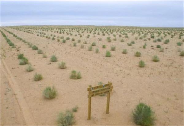 馬雲斥巨資在沙漠裡種的樹，如今成啥樣了？