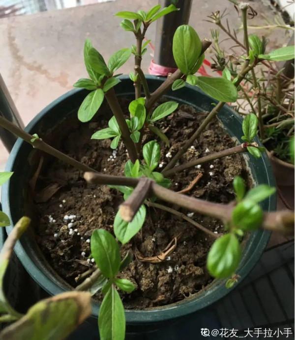 6種花別養老樁,越老越不開花,趕緊扦插備份 6種花別養老樁,越老越不開花,趕緊扦插備份