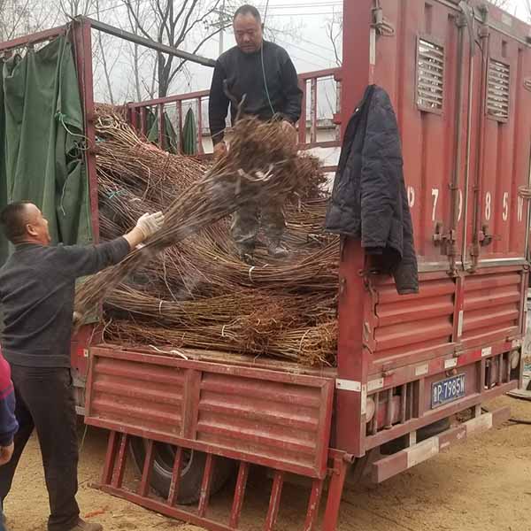 晚熟新品種杏樹苗品種“荷蘭香蜜杏樹苗”品種特點介紹，基地育苗