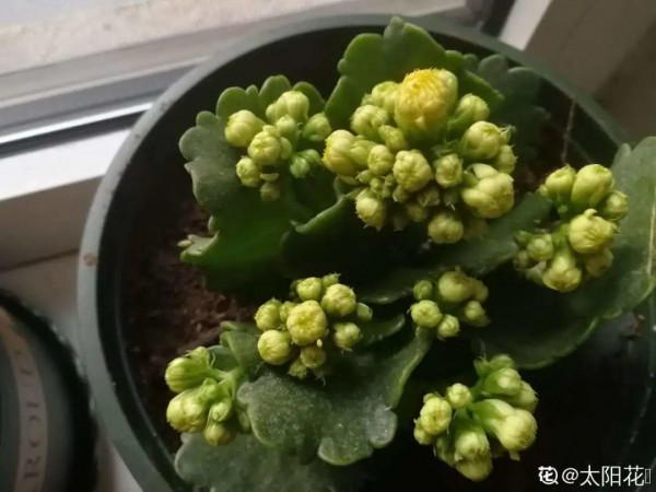 買花也要注意辨別“坑”,才能挑到好花,花開爆盆 買花也要注意辨別“坑”,才能挑到好花,花開爆盆