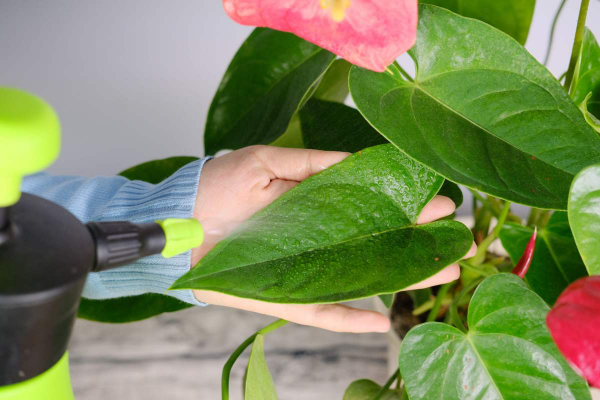 噴水別噴3類花,遇水爛葉又爛芯,最後剩個空盆 噴水別噴3類花,遇水爛葉又爛芯,最後剩個空盆