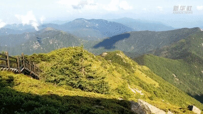 看!草木猴鷸鵝熊熊貓鴨…… 看!草木猴鷸鵝熊熊貓鴨……