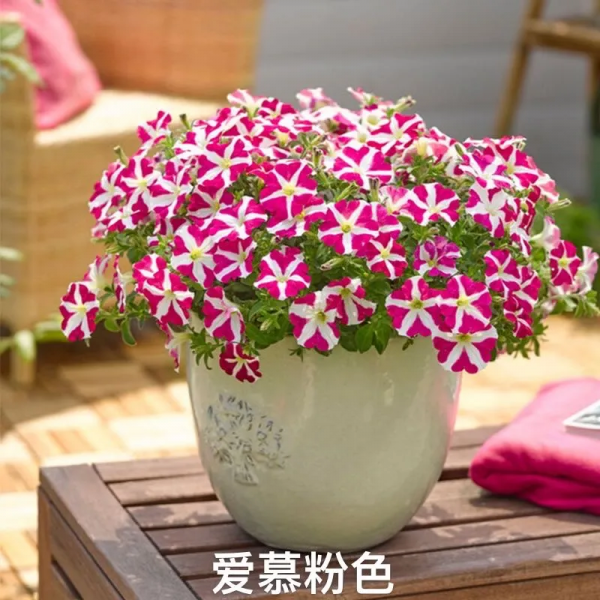 網紅矮牽牛品種介紹：愛慕系列、天空家族系列、花衣系列等