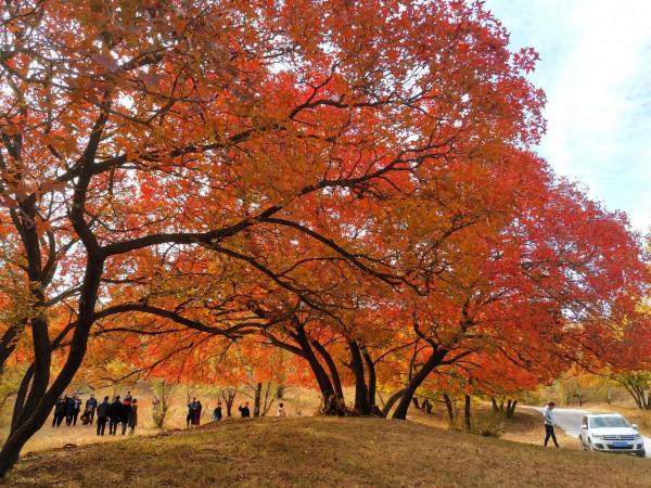 內蒙古烏旦塔拉草原上最美的五角楓林