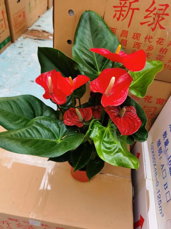 冬季花市最常見的植物哪些怕冷？這裡總結了十多種，你養過嗎