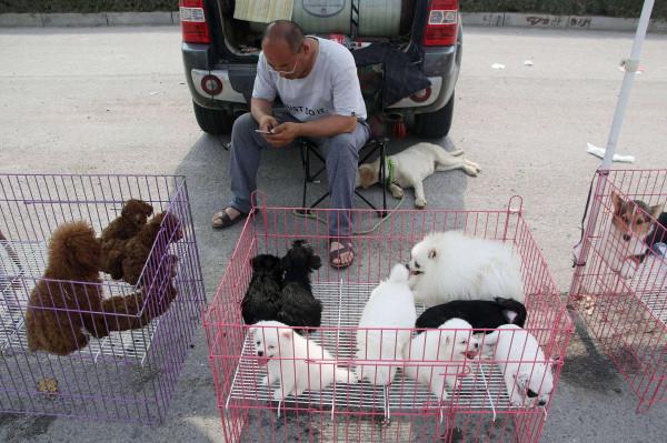 “買狗容易，養狗難”：這幾種狗，勸你還是謹慎購買