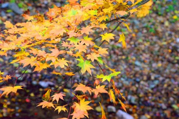 十一還是要來金絲峽，這些色彩你值得深藏