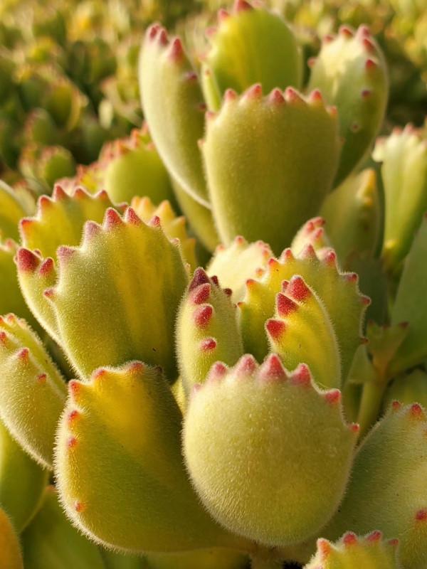 多肉植物的花語心願 多肉植物的花語心願