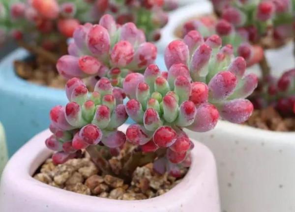 花友養多肉，都會遇到兩大“難”，簡單三步走，葉肥又鮮豔