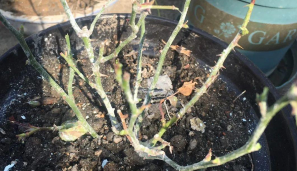 月季“平安過冬”小妙招：抓住這“3點”，來年開花更早更多