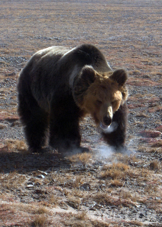 雪神之花·老牧人講的故事 雪神之花·老牧人講的故事