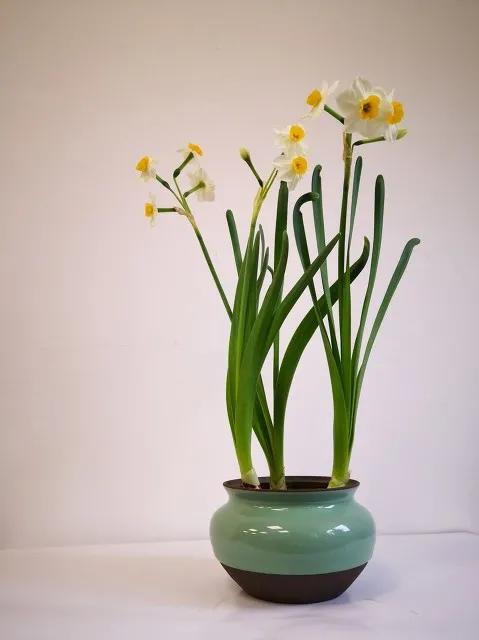 水仙花 大全 請欣賞 美極了