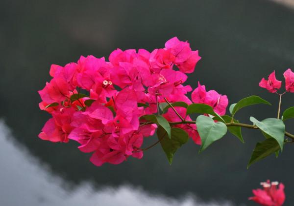 4種旺運花,花開大紅色,養在家“招財顯富貴” 4種旺運花,花開大紅色,養在家“招財顯富貴”