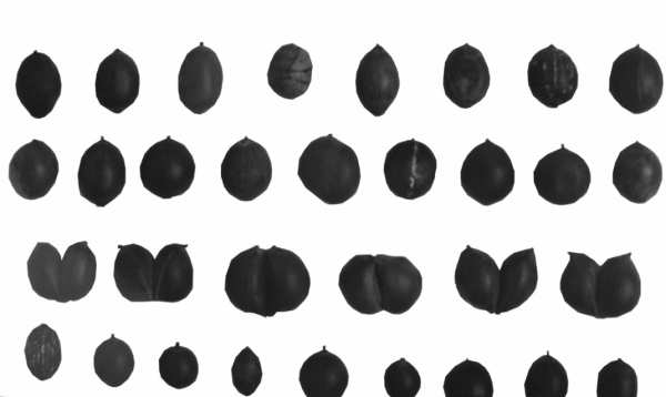 科學家復活3萬年前的種子，開的花已不同，復活種子有何意義？