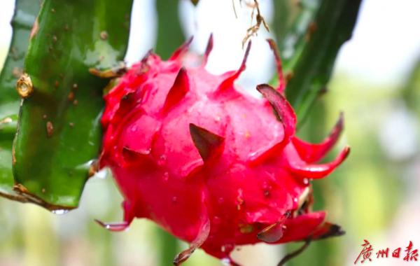 豐收九月，廣州從化瓜果飄香