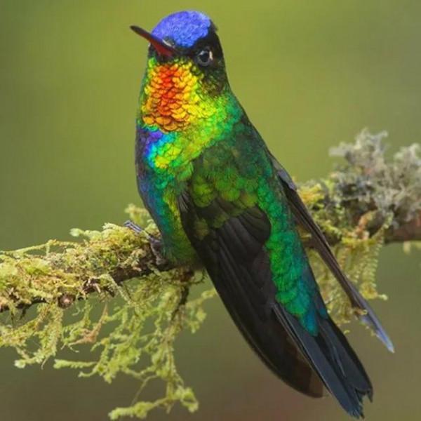 鳥的世界 鳥的天堂