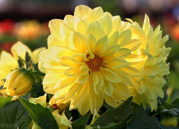 古詩詞中最美的10朵花,《山園小梅》僅排第二,誰獨佔榜首? 古詩詞中最美的10朵花,《山園小梅》僅排第二,誰獨佔榜首?