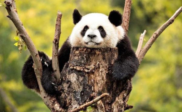 圖片分享—呆萌可愛大熊貓