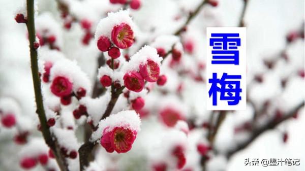 四年級語文上冊（人教版）第三單元《古詩三首》課文講析