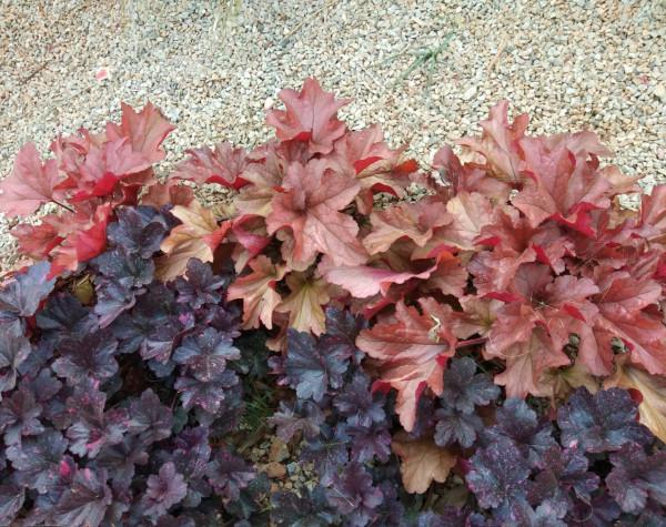 秋天的“花園新三寶”，有了它們，秋色滿園不是夢