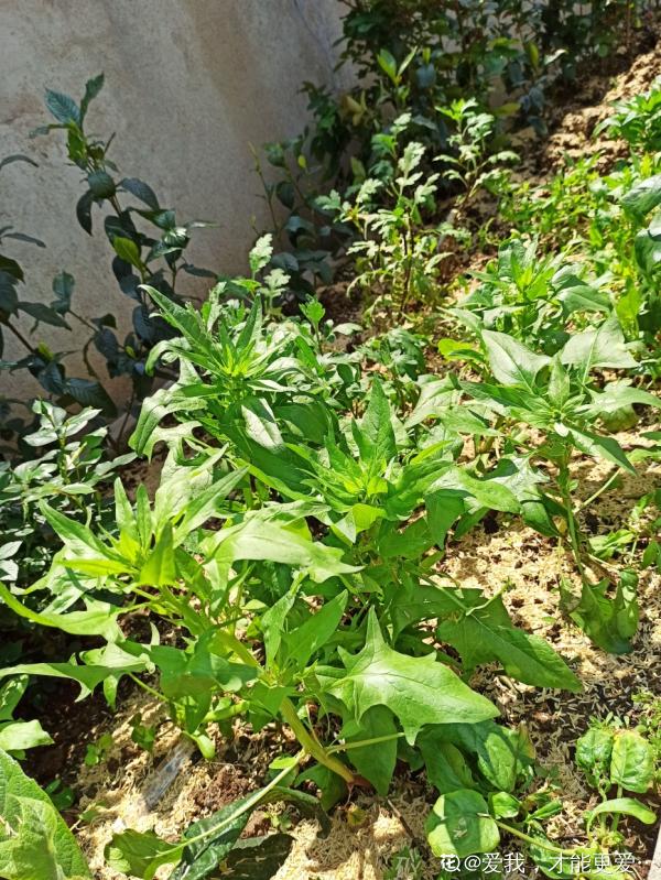 適合秋天種的10種蔬菜，現在播種，一個月上飯桌