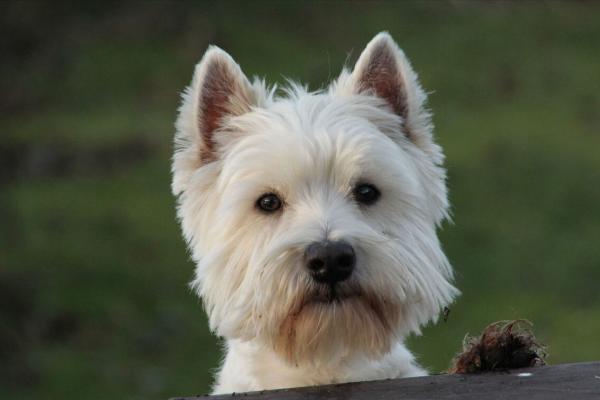 想養狗,別錯過“西高地白梗”,太讓人喜歡了 想養狗,別錯過“西高地白梗”,太讓人喜歡了