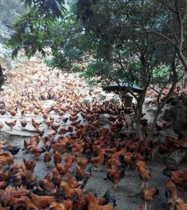 農村老鐵深山養土雞，年賺千萬逆襲成土豪，他是怎樣成功緻富的呢