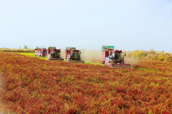 辣椒獲得了大豐收