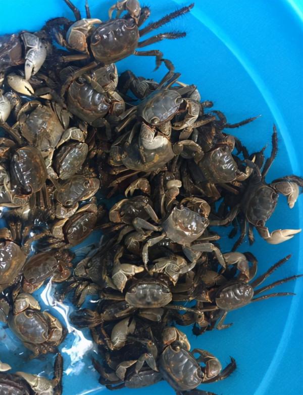 它是螃蟹的一種,農田常見害蟲,一晚抓數十斤,美味不輸大閘蟹 它是螃蟹的一種,農田常見害蟲,一晚抓數十斤,美味不輸大閘蟹