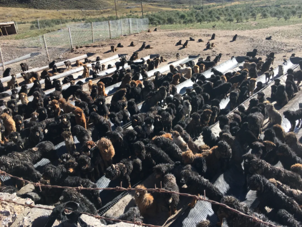 曾經市價3000萬的藏獒,活成了悲劇 曾經市價3000萬的藏獒,活成了悲劇