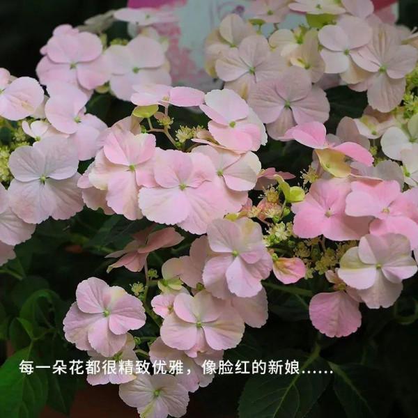 爬成花牆的繡球，長個一米沒問題，還能打造心儀造型