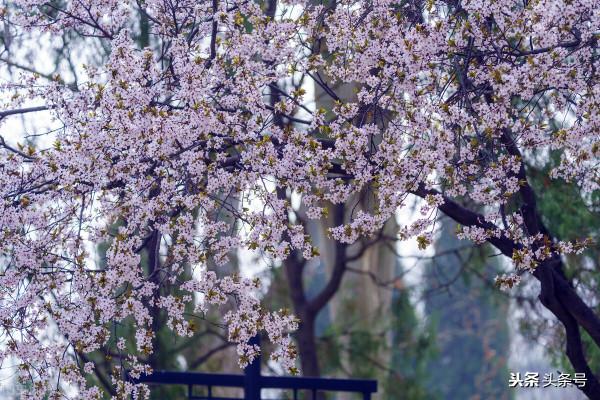 讓人心疼的姐姐